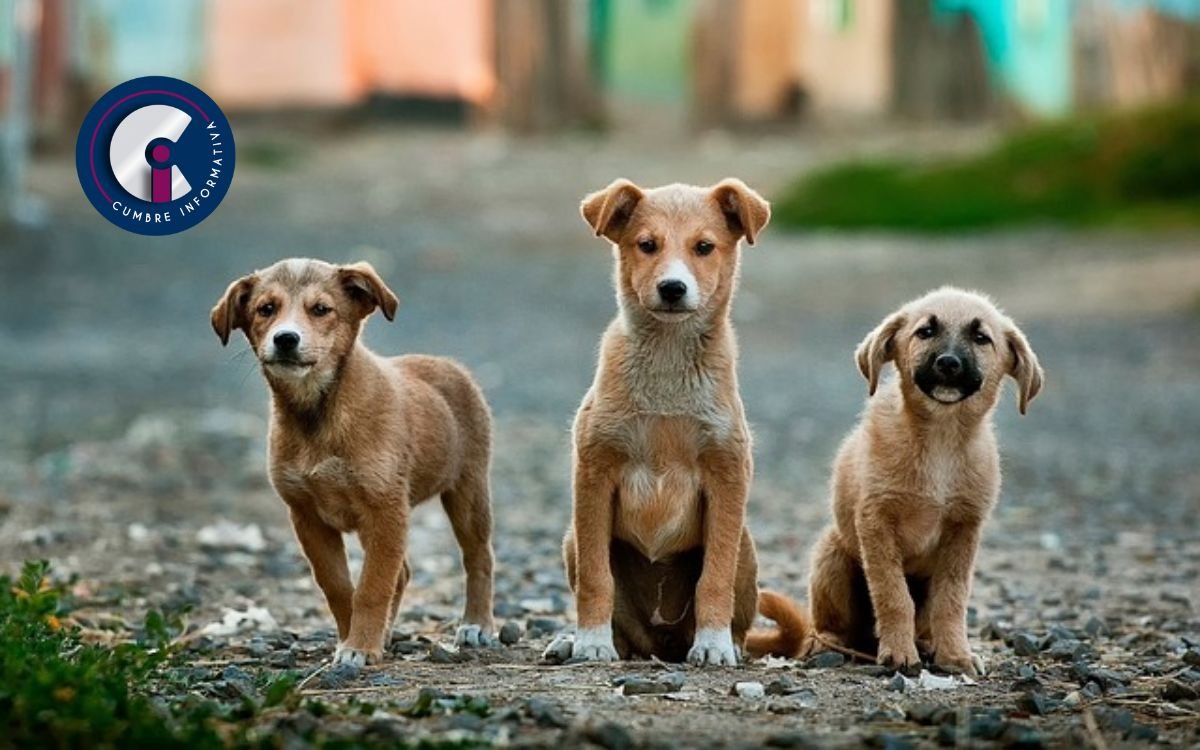 San Mateo Atenco anuncia plan para controlar la población de perros y gatos callejeros