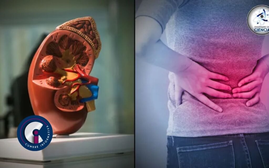 ¿Qué hábitos cotidianos dañan a los riñones?