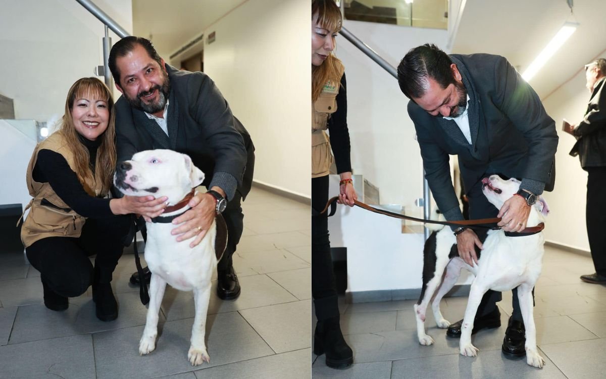 Diputado Paco Vázquez adopta a “Chalquito”, el perrito que conmovió un evento de Delfina Gómez