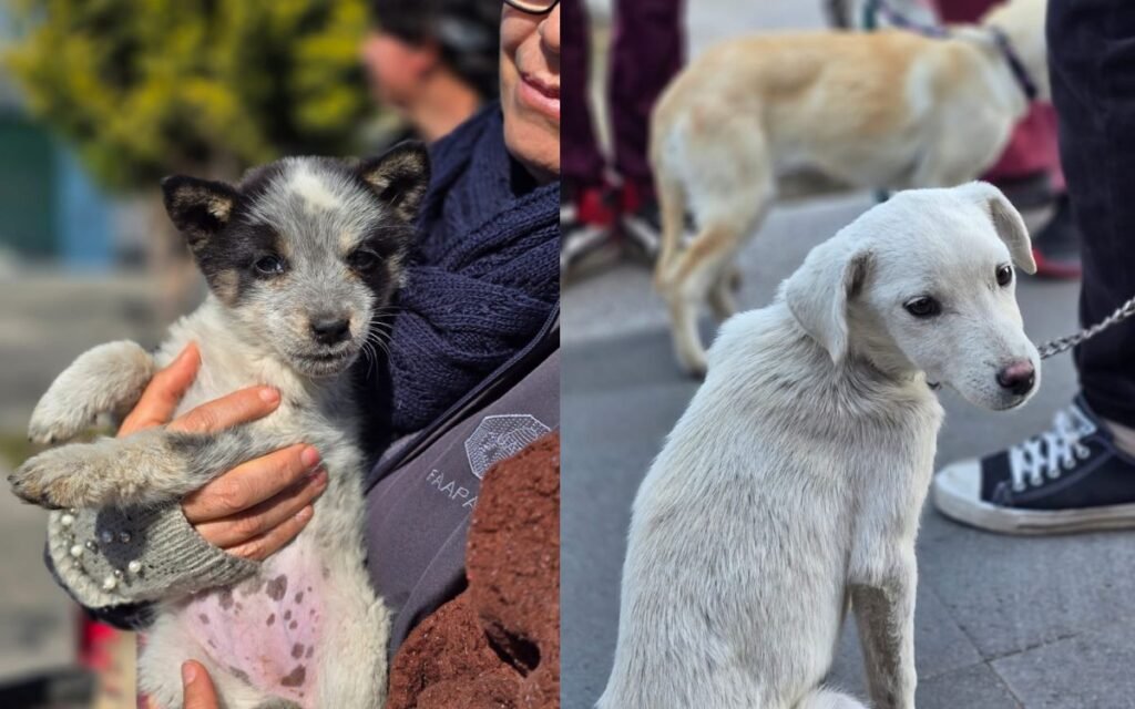 Toluca ofrece servicio de esterilización gratuita en San Andrés Cuexcontitlán y Santiago Tlacotepec