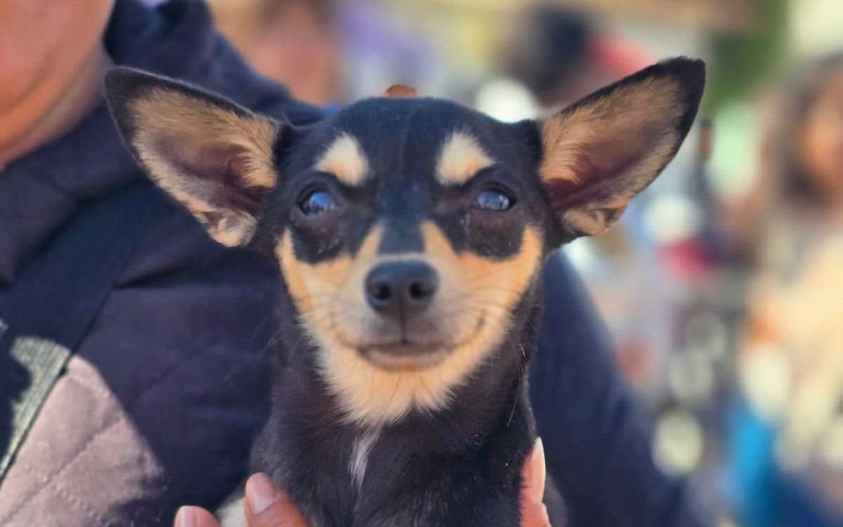 Toluca ofrece servicio de esterilización gratuita en San Andrés Cuexcontitlán y Santiago Tlacotepec