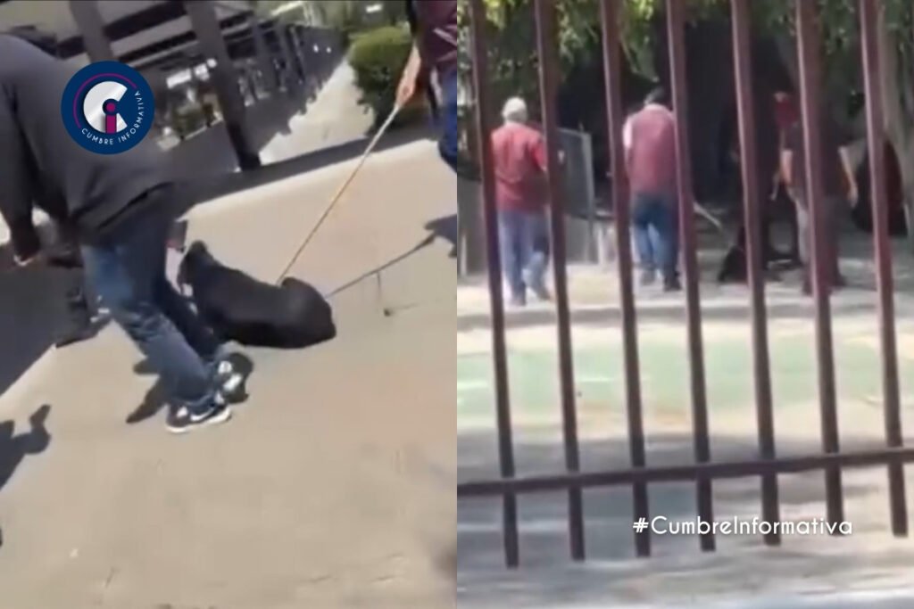 Golpean y arrastran a un perro en IPN Zacatenco; exigen justicia