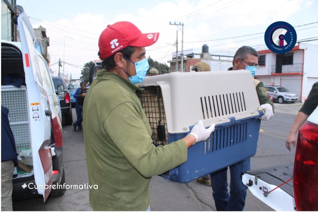 'Rescatan a 108 perros en Mexicaltzingo: reciben atención veterinaria y rehabilitación'