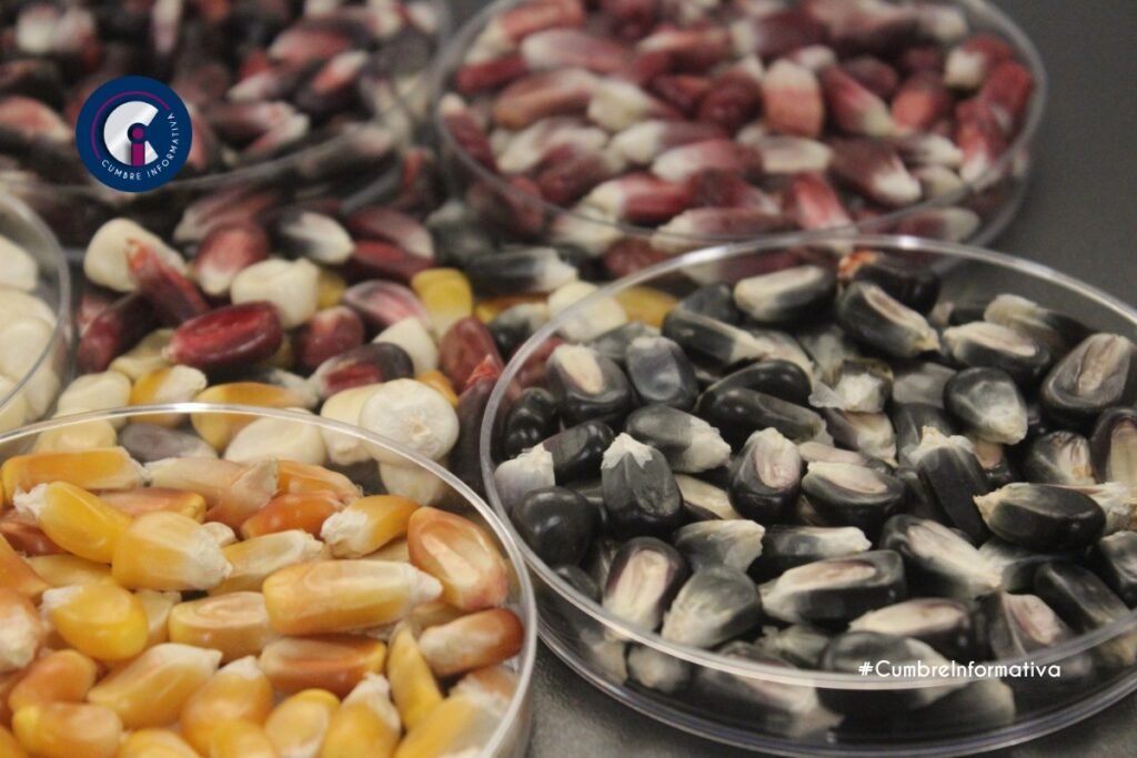 'Estado de México inicia siembra de maíz nativo'