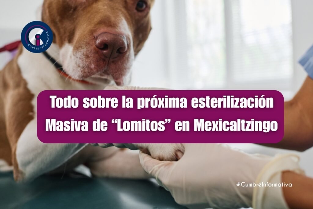 mexicaltzingo-realizara-su-primera-jornada-de-esterilizacion-masiva-canina-y-felina