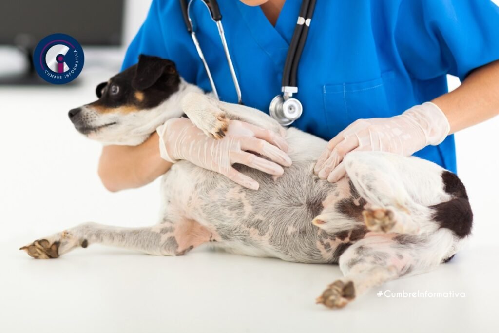 mexicaltzingo-realizara-su-primera-jornada-de-esterilizacion-masiva-canina-y-felina