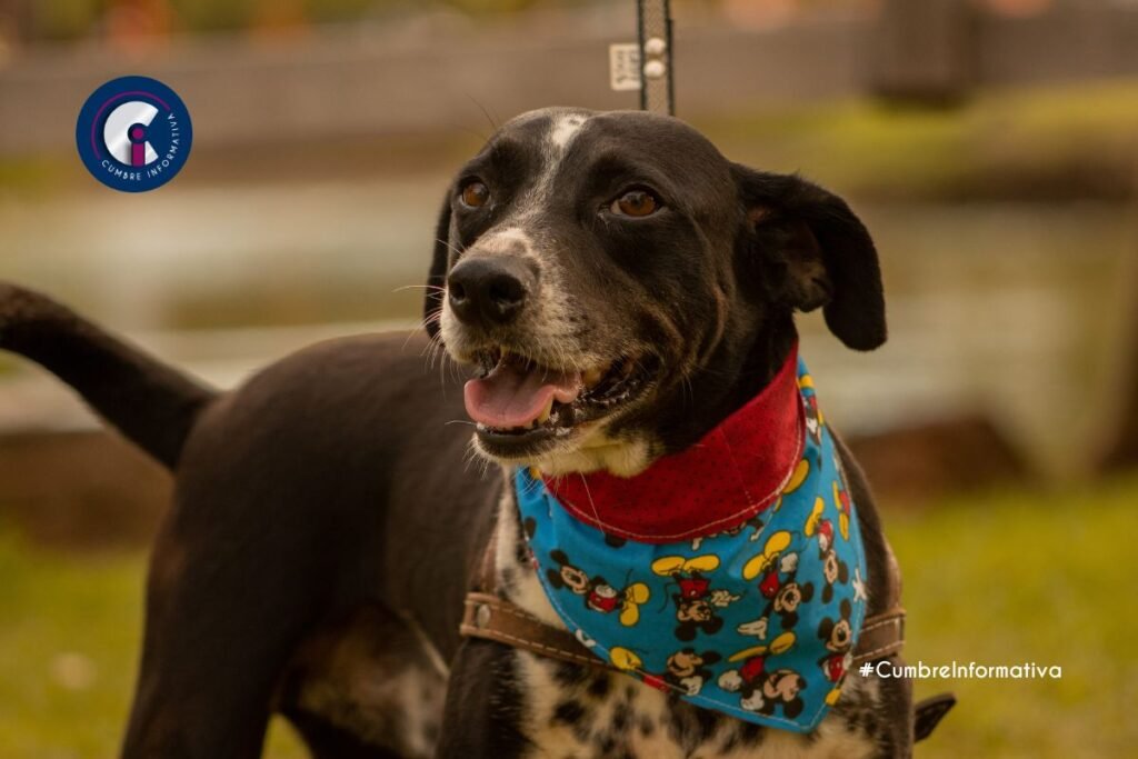 Ayuntamiento de Calimaya impulsa tenencia responsable con jornadas de adopción