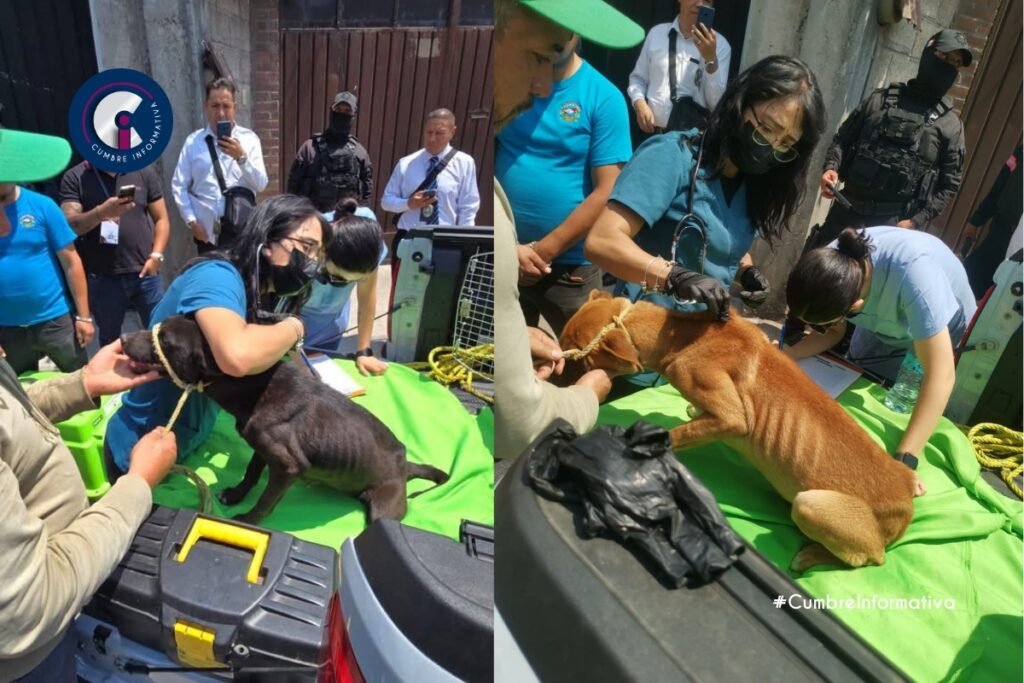 Rescatan a tres perros víctimas de maltrato en San Pedro Totoltepec, Toluca