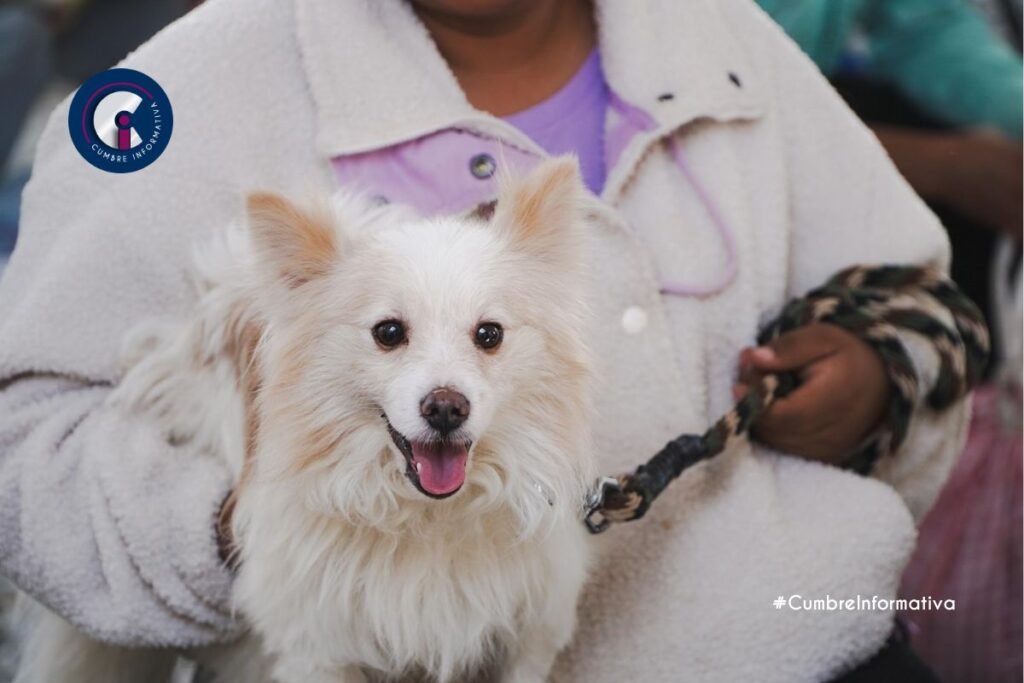 Un éxito la jornada de esterilización masiva en Mexicaltzingo; más de 150 perritos atendidos