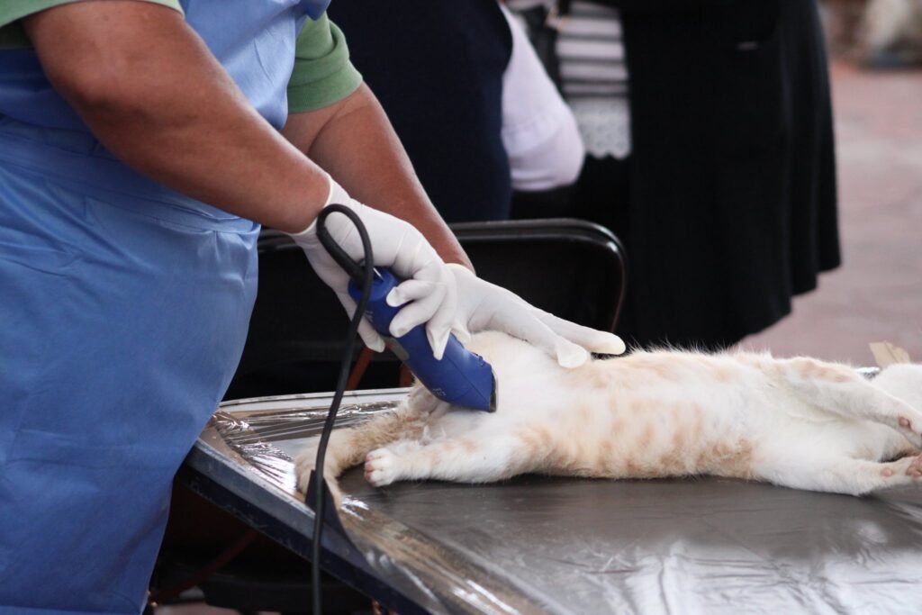 Éxito rotundo en jornada de esterilización en Santa Mónica, Ocuilan