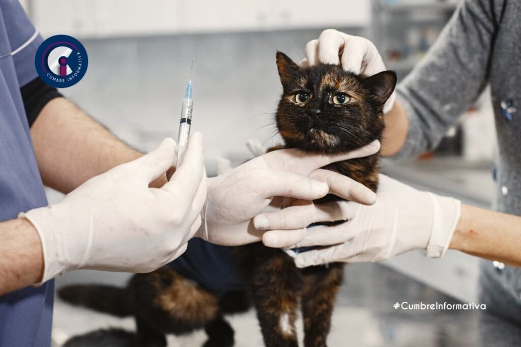 Calimaya impulsa campaña de esterilización canina y felina en favor del bienestar animal