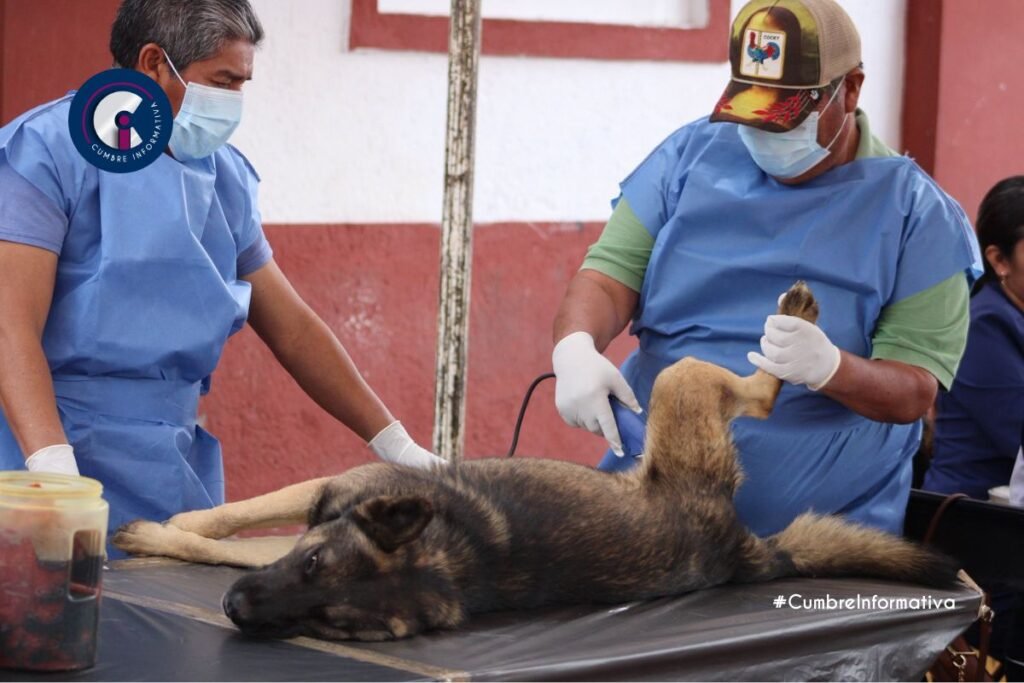 Éxito rotundo en jornada de esterilización en Santa Mónica, Ocuilan