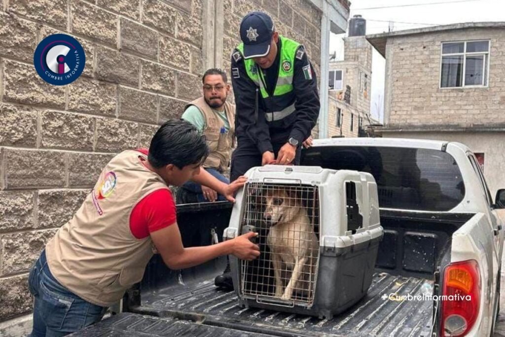 'San Mateo rescata dos caninos'
