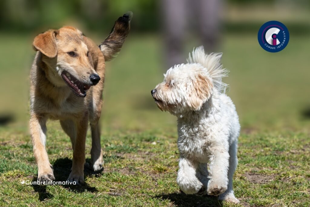 Mexicaltzingo realizará esterilizaciones caninas y felinas sin costo este 15 de julio