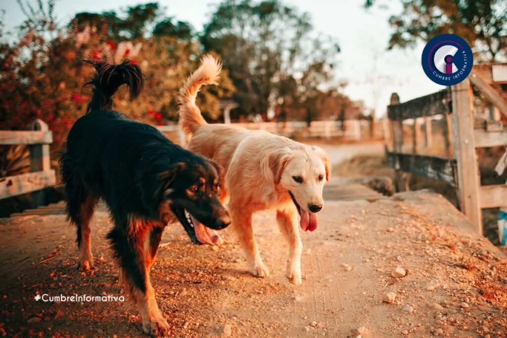 Mexicaltzingo realizará campaña de esterilización canina y felina sin costo este 15 de julio