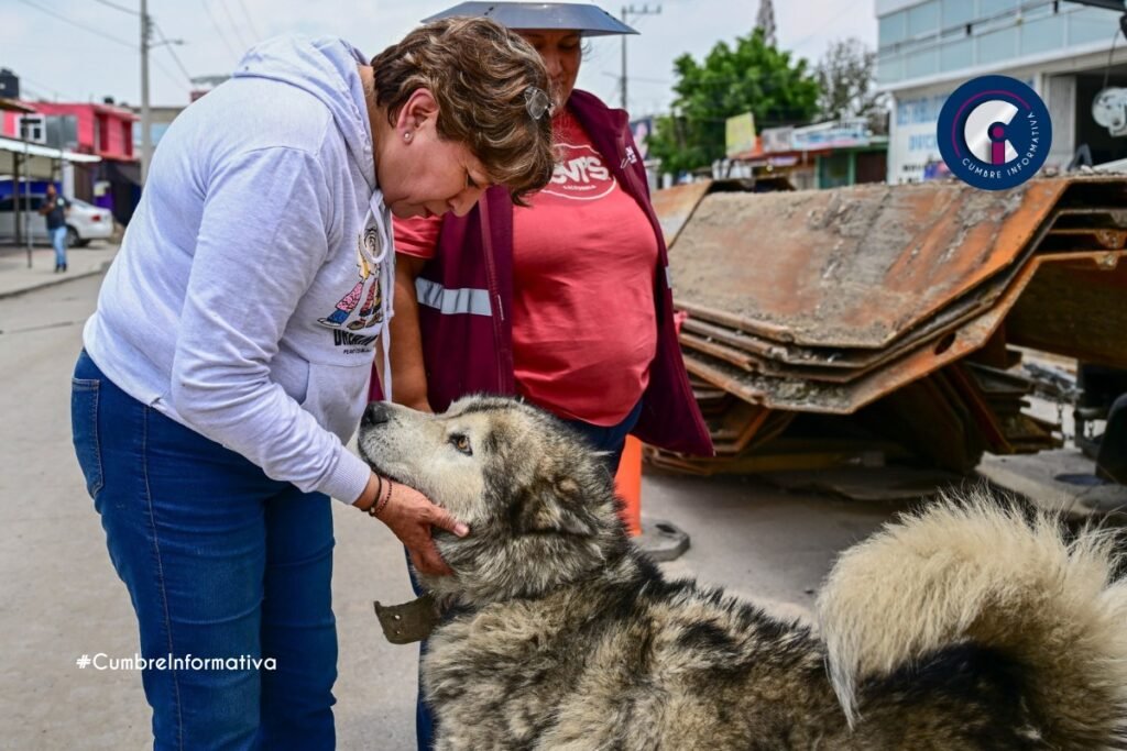 'Edoméx lanza plan para perros y gatos en situación de calle'