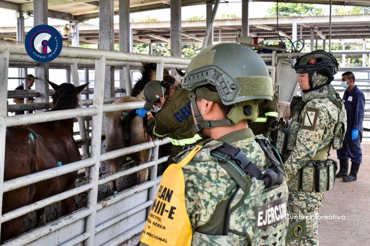 'interceptan cargamento con gusano barrenador'