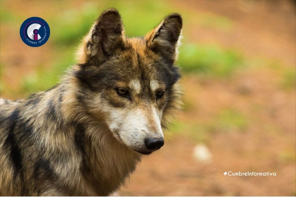 'Estado de México referente ambiental en defensa del lobo mexicano'