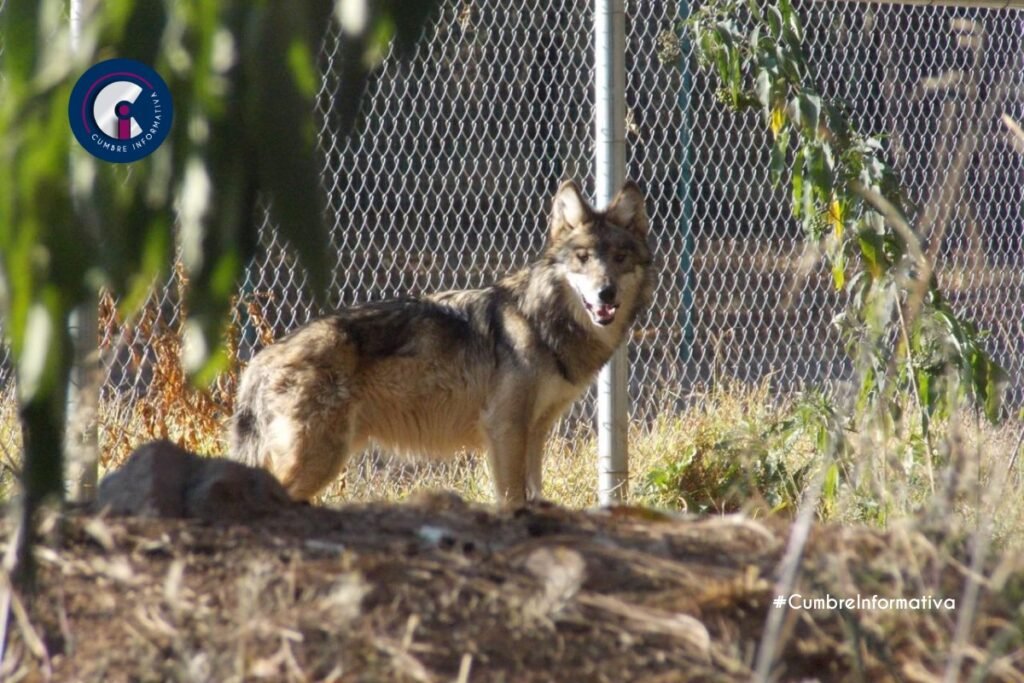 'Estado de México referente ambiental en defensa del lobo mexicano'