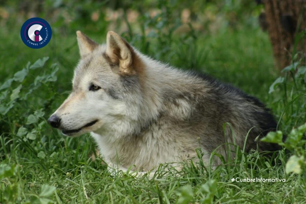 'Estado de México referente ambiental en defensa del lobo mexicano'