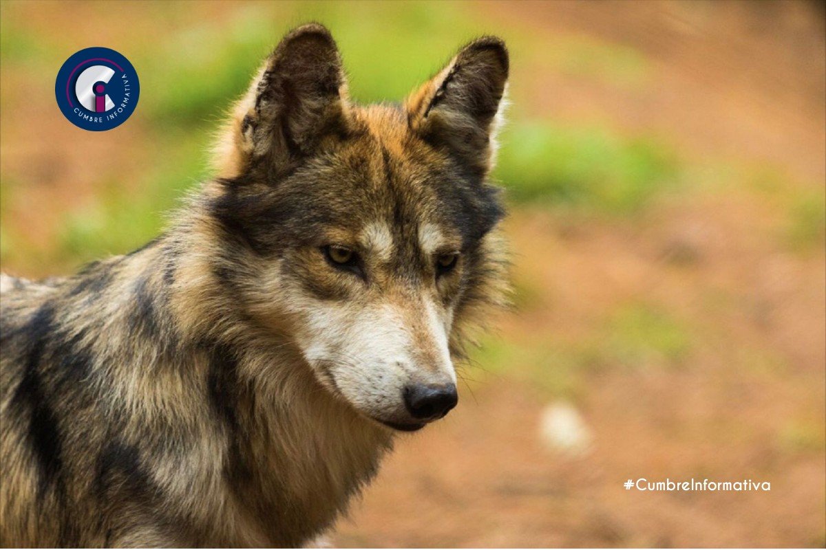 'Estado de México referente ambiental en defensa del lobo mexicano'