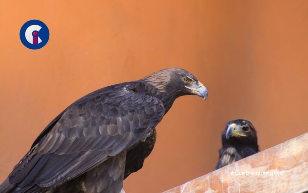 'nace águila real en Zacango'