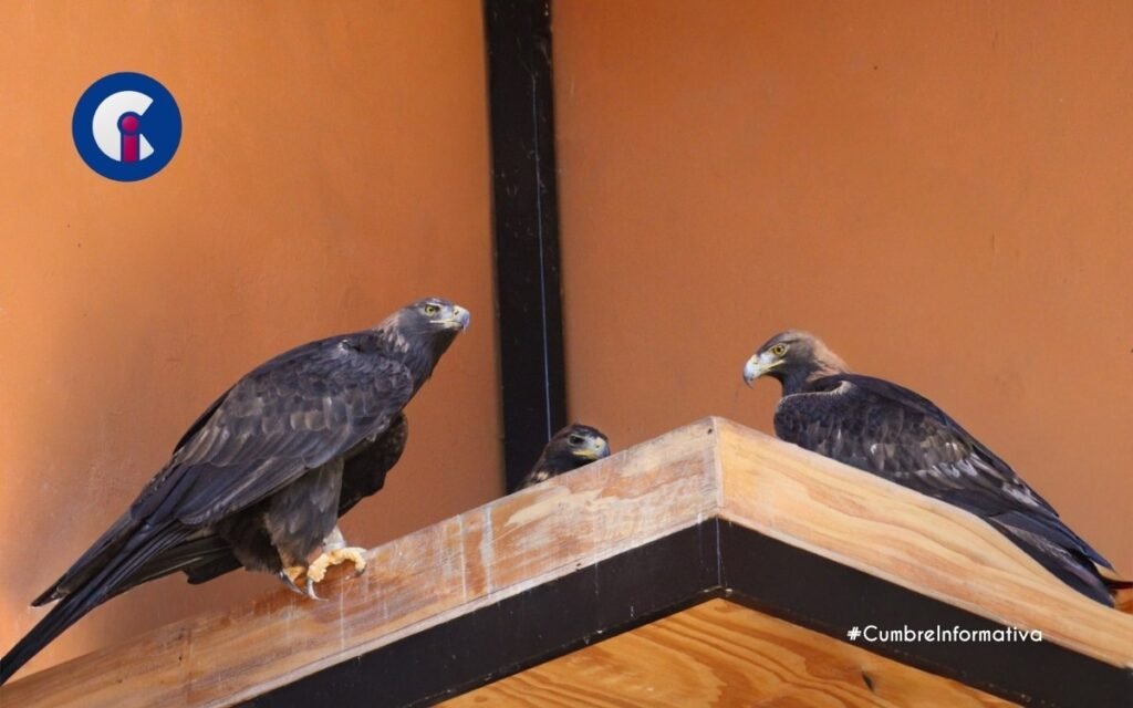 'nace águila real en Zacango'