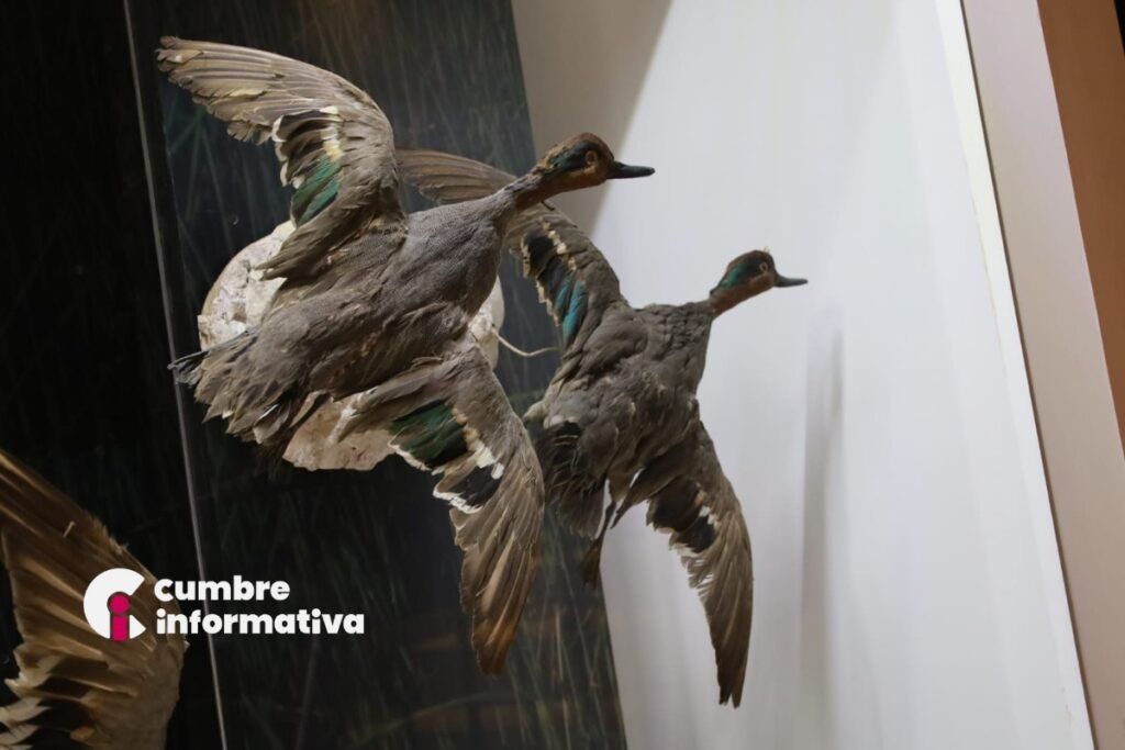 San Mateo Atenco fortalece su identidad con el Museo de las Culturas Lacustres del Valle de Toluca