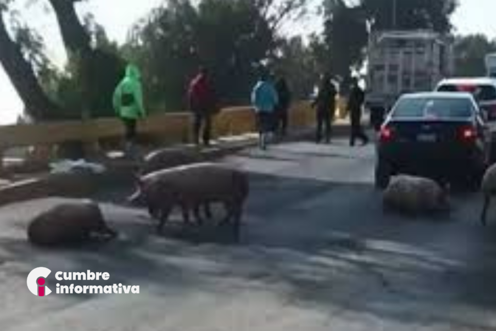 Cerdos bloquearon carretera en Teoloyucan