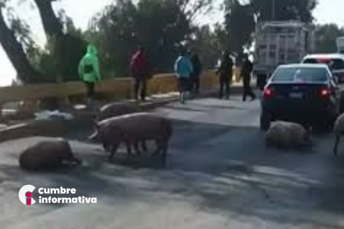 Cerdos bloquearon carretera en Teoloyucan