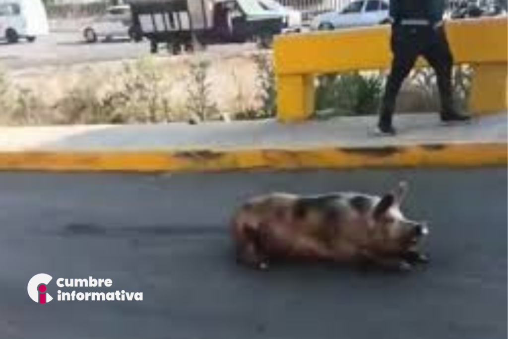 Cerdos bloquearon carretera en Teoloyucan