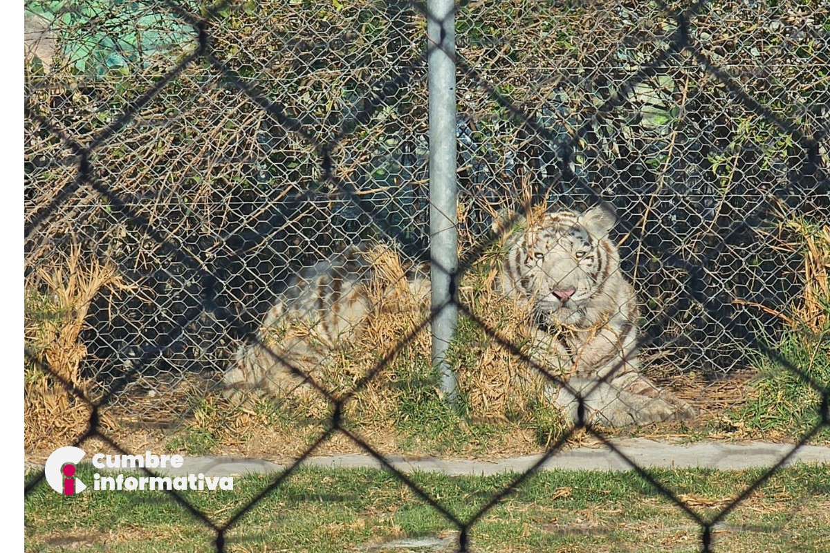 Resguardo de leones en Ocoyoacac