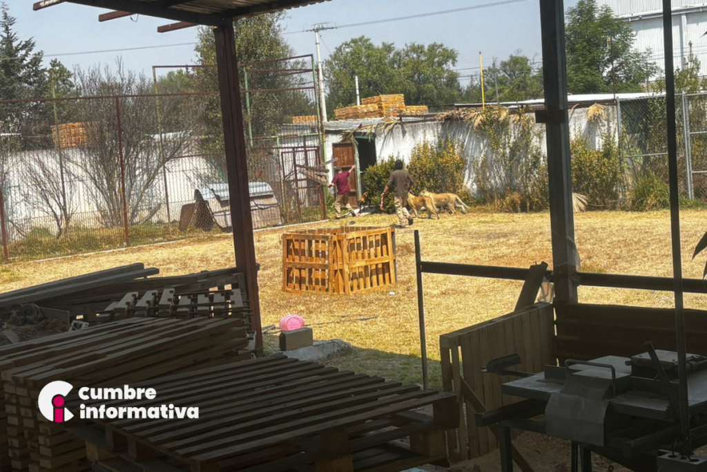 Resguardo de leones en Ocoyoacac