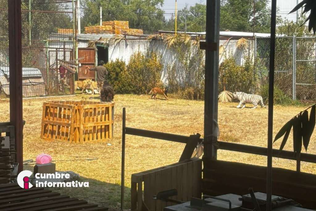 Resguardo de leones en Ocoyoacac