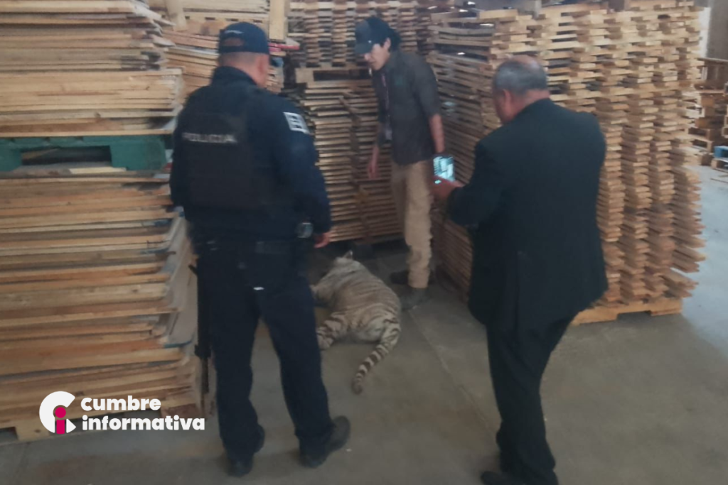 Resguardo de leones en Ocoyoacac