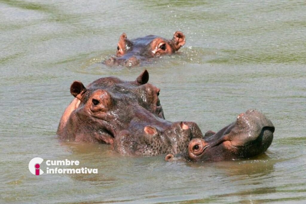 ¿Por qué Colombia sacrificará a 80 hipopótamos de Pablo Escobar?