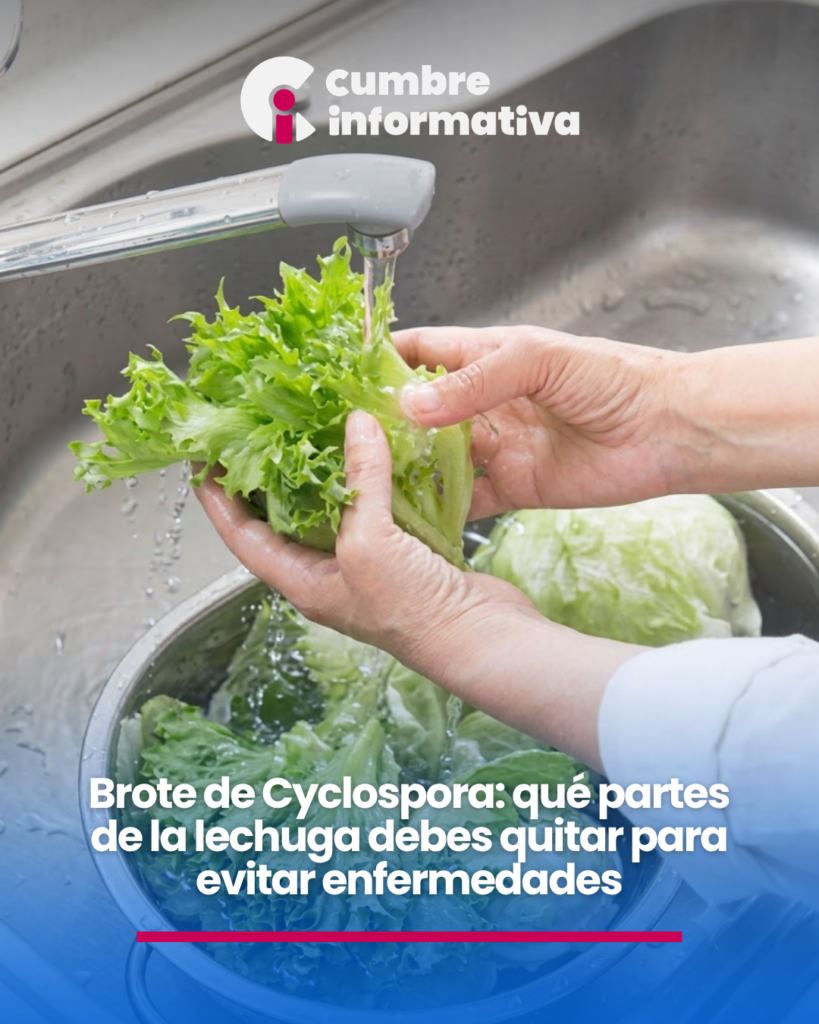 Brote de Cyclospora: qué partes de la lechuga debes quitar para evitar enfermedades