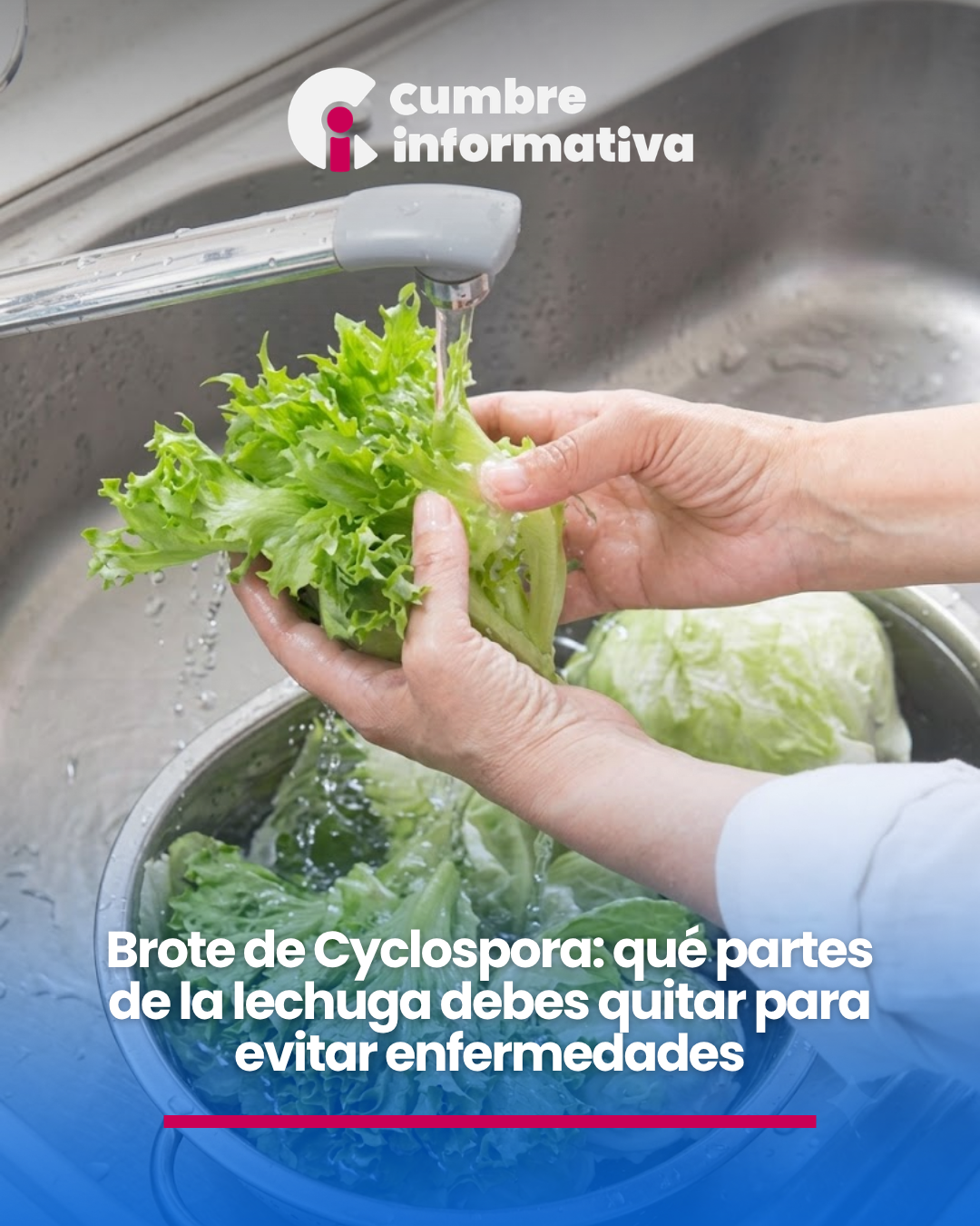 Brote de Cyclospora: qué partes de la lechuga debes quitar para evitar enfermedades